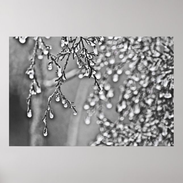 Evergreen Ice Drops B&W Poster (Front)