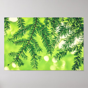 Evergreen Nature Pine Trees Green Poster