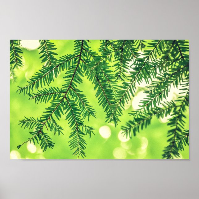 Evergreen Nature Pine Trees Green Poster (Front)