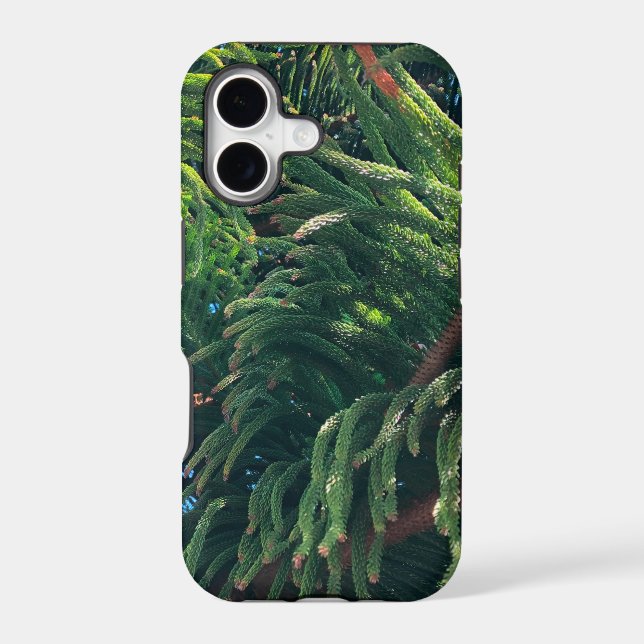 Evergreen pine-tree conifer  (Back)