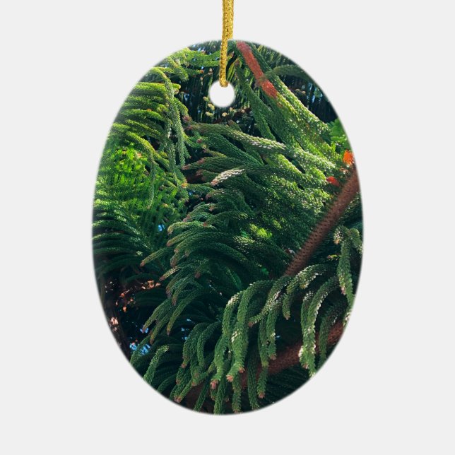 Evergreen pine-tree conifer  ceramic ornament (Front)
