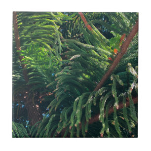 Evergreen pine-tree conifer  ceramic tile
