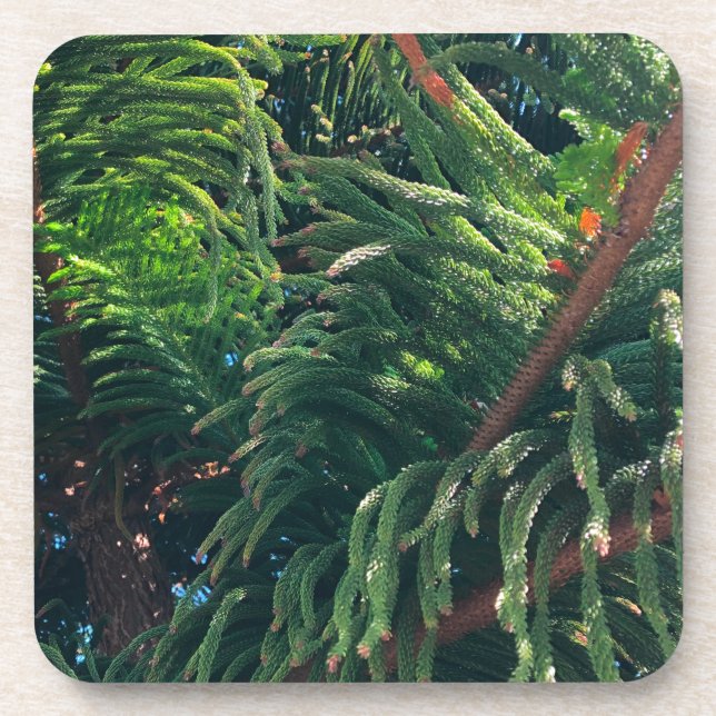Evergreen pine-tree conifer  coaster (Front)
