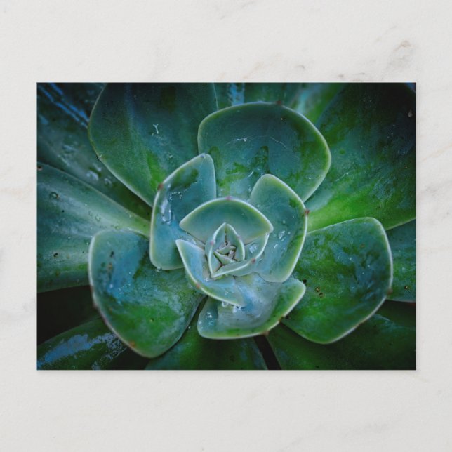 Evergreen Plant Holiday Postcard (Front)
