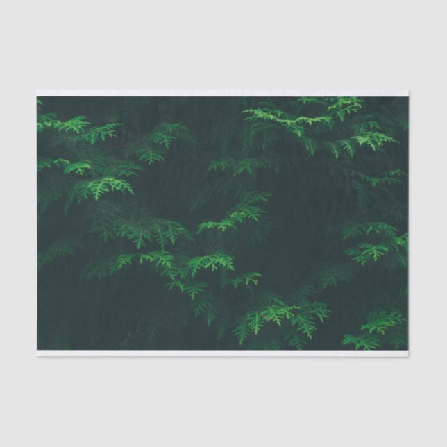 Evergreen tree tissue paper (Front)