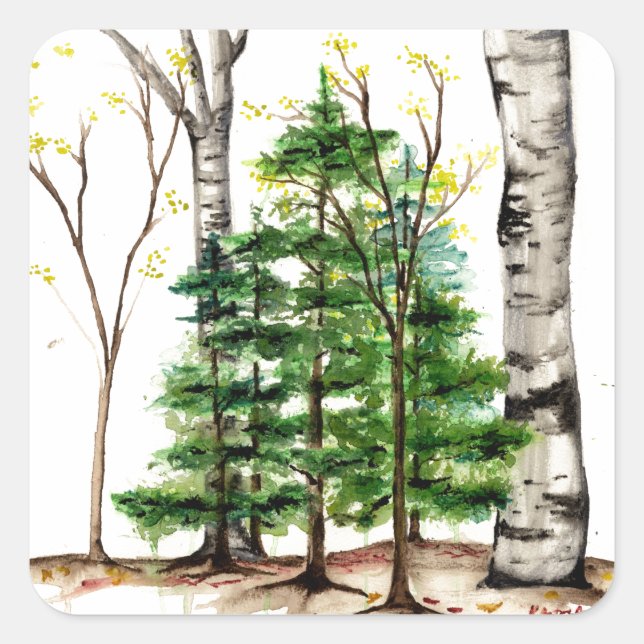 evergreen trees sticker (Front)