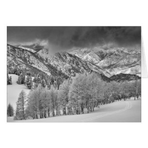 Evergreens and Aspen trees in a snow storm
