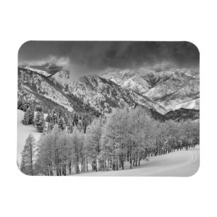 Evergreens and Aspen trees in a snow storm Magnet