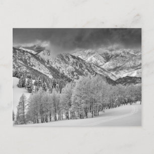 Evergreens and Aspen trees in a snow storm Postcard