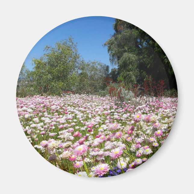 Everlasting Flowers Magnet (Front)