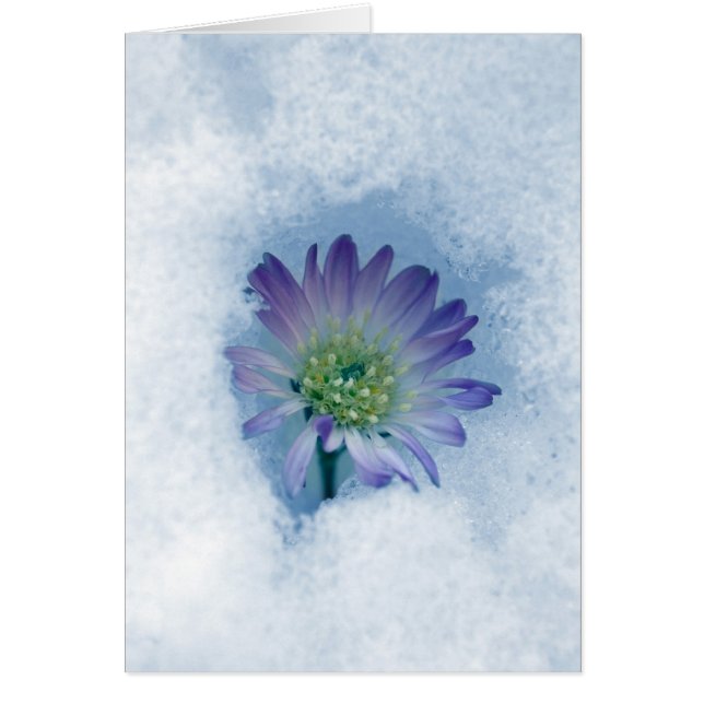 Everlasting II (Front)