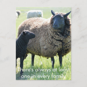 Every family has a black sheep postcard