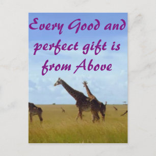 Every good & perfect gift African Safari Giraffes Postcard