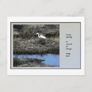Every Spring Haiku Postcard