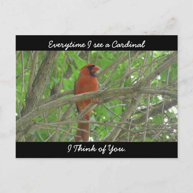 Everytime I see a Cardinal I think of You Postcard (Front)