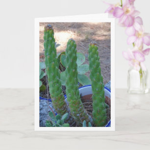 Eve's Pin Cactus Plant Card
