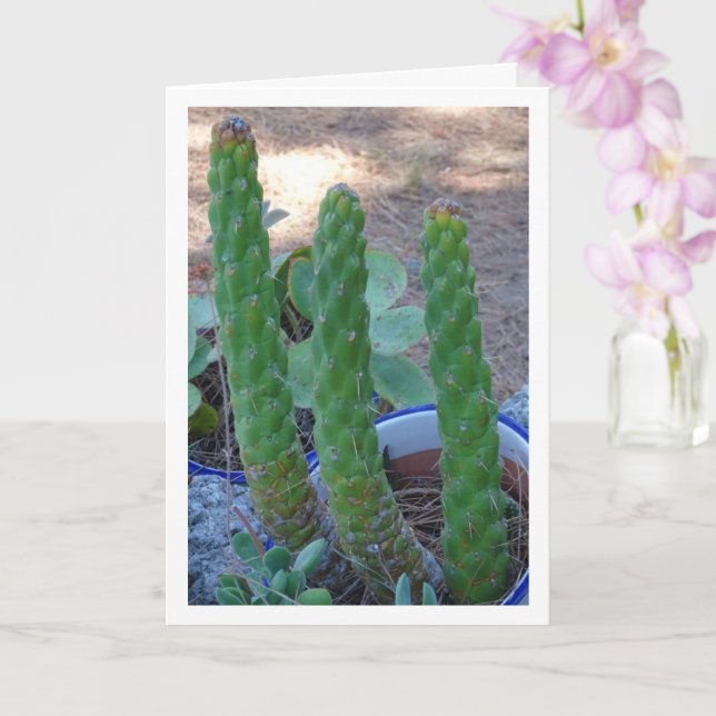 Eve's Pin Cactus Plant Card (Orchid)