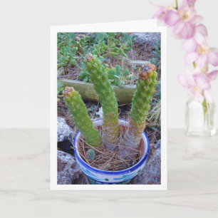 Eve's Pin Cactus Plant Card