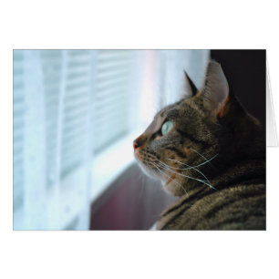 Evey the Kitty contemplates outside