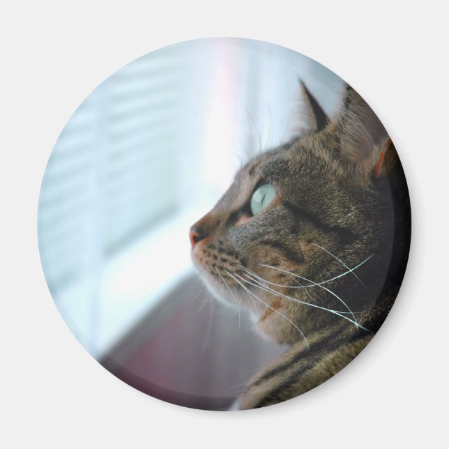 Evey the Kitty contemplates outside Magnet (Front)