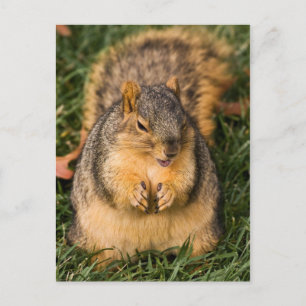 Evil Squirrel Postcard
