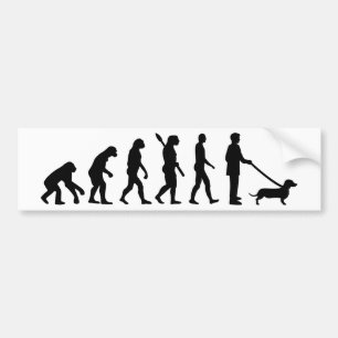Evolution Dachshund Bumper Sticker