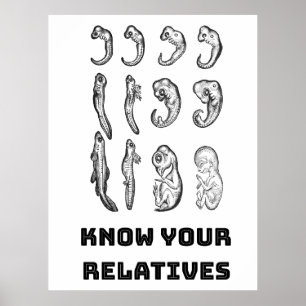 Evolution Embryogenesis Poster