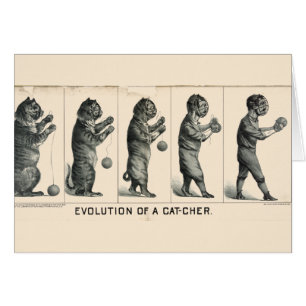 Evolution of a Cat-cher