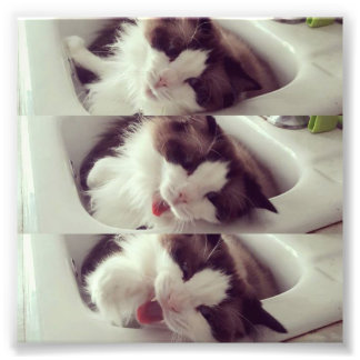 Evolution of a Cat Yawn Photo Print