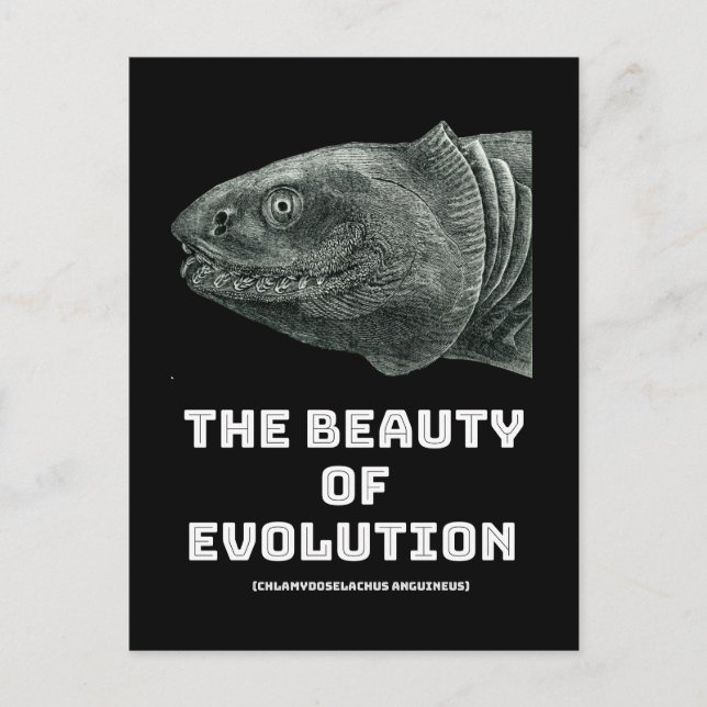 Evolution shark beauty postcard (Front)