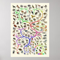 Evolution - Tree of Life -Poster
