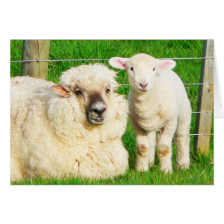 Ewe and Lamb
