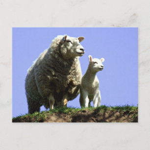 Ewe and Lamb Postcard