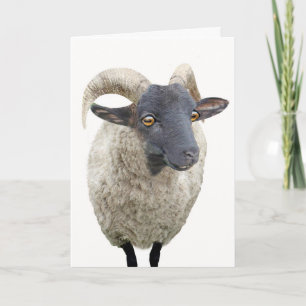 Ewe are the One Holiday Card