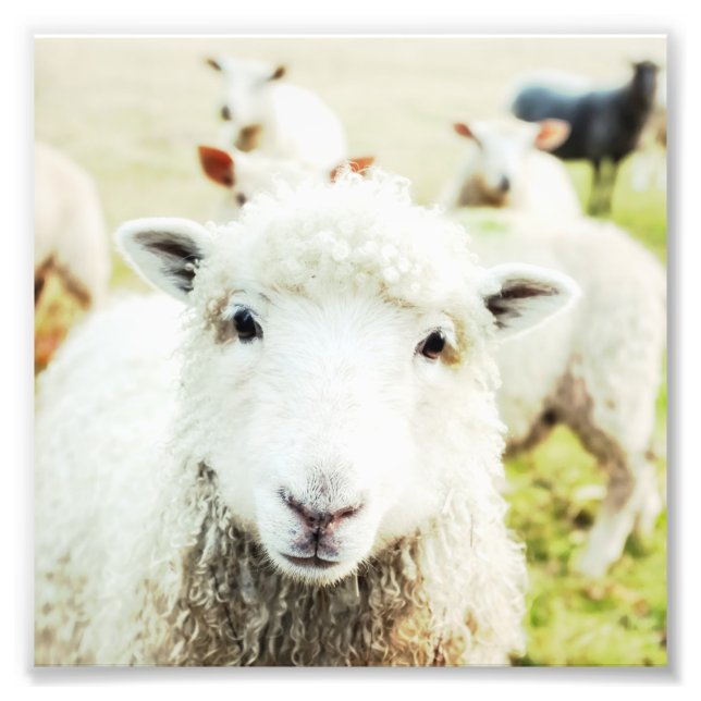 Ewe Cutie Sheep Lamb Country Farm Animal Square Photo Print (Front)