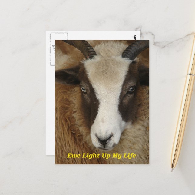 Ewe Light Up My Life Postcard (Front/Back In Situ)