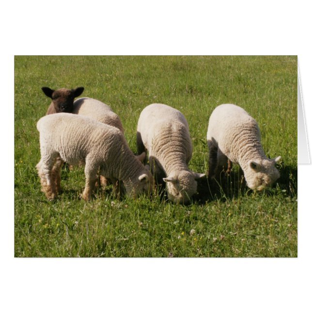 Ewe-niquely Me! (Front Horizontal)