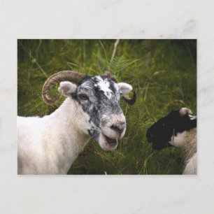 Ewe Postcard