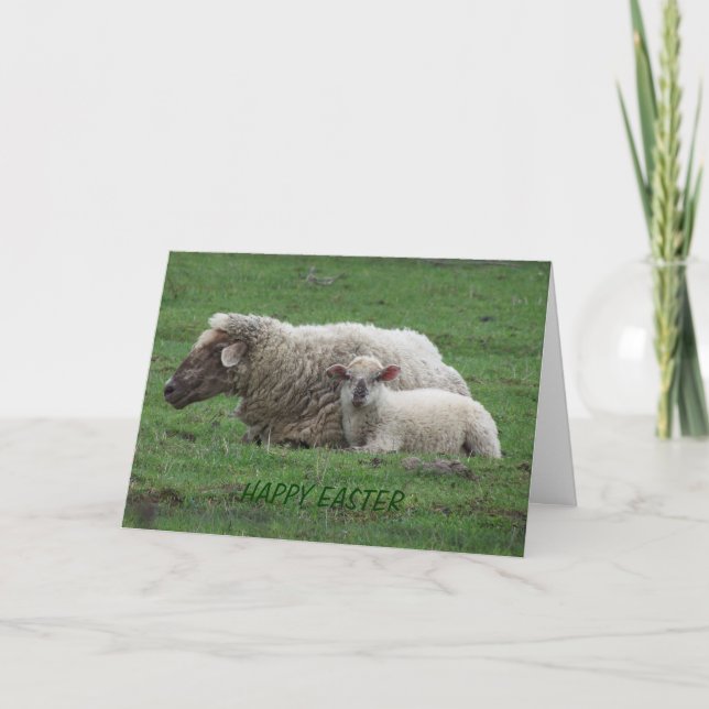 Ewe With Lamb, Easter Holiday Card (Front)
