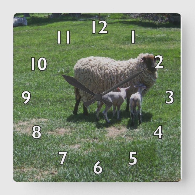 Ewe with Twins Square Wall Clock (Front)