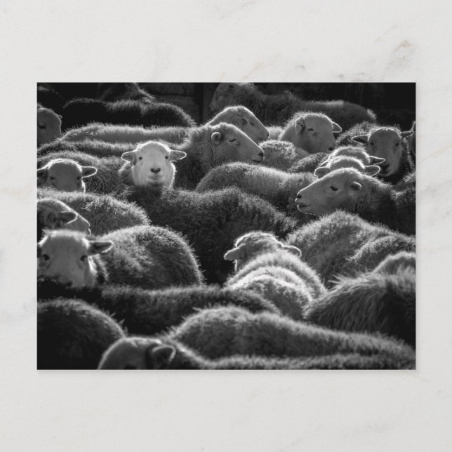 Ewes in Black and White Postcard (Front)