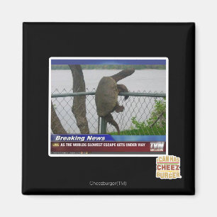 Excaping Turtle Magnet