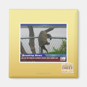 Excaping Turtle Magnet