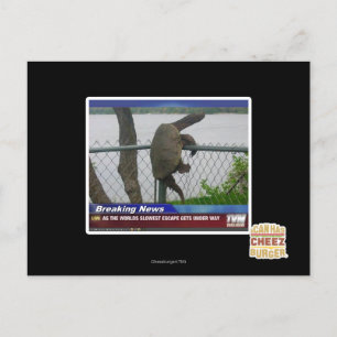 Excaping Turtle Postcard