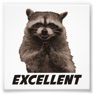 Excellent Evil Plotting Racoon Photo Print