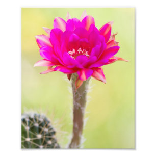 Exciting Antimatter Cactus Bloom Photo Print