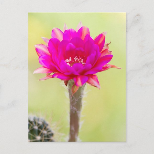 Exciting Antimatter Cactus Bloom Postcard (Front)