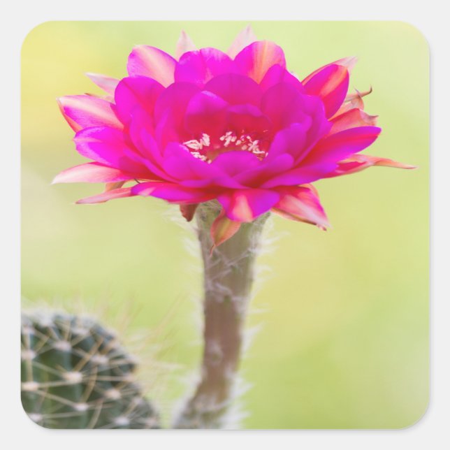 Exciting Antimatter Cactus Bloom Square Sticker (Front)