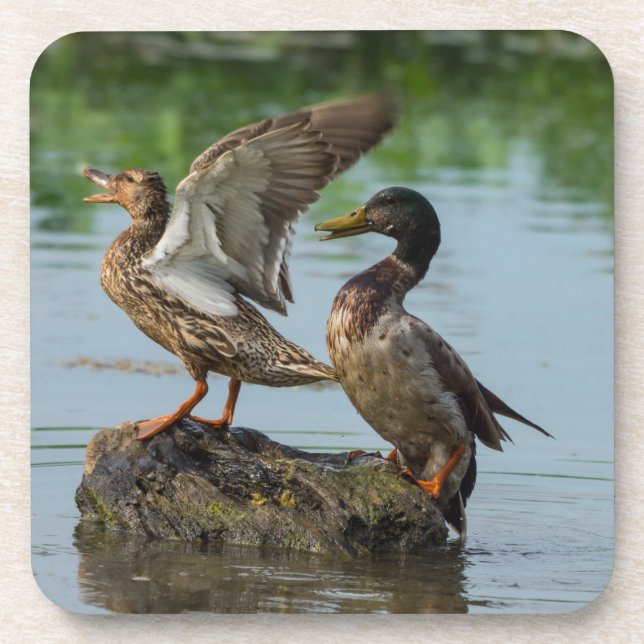 Excuse Me Coaster (Front)