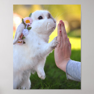 Exempel the bunny poster
